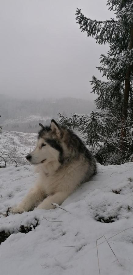 Waldhaus Im Okertal Ξενοδοχείο Γκόσλαρ Εξωτερικό φωτογραφία